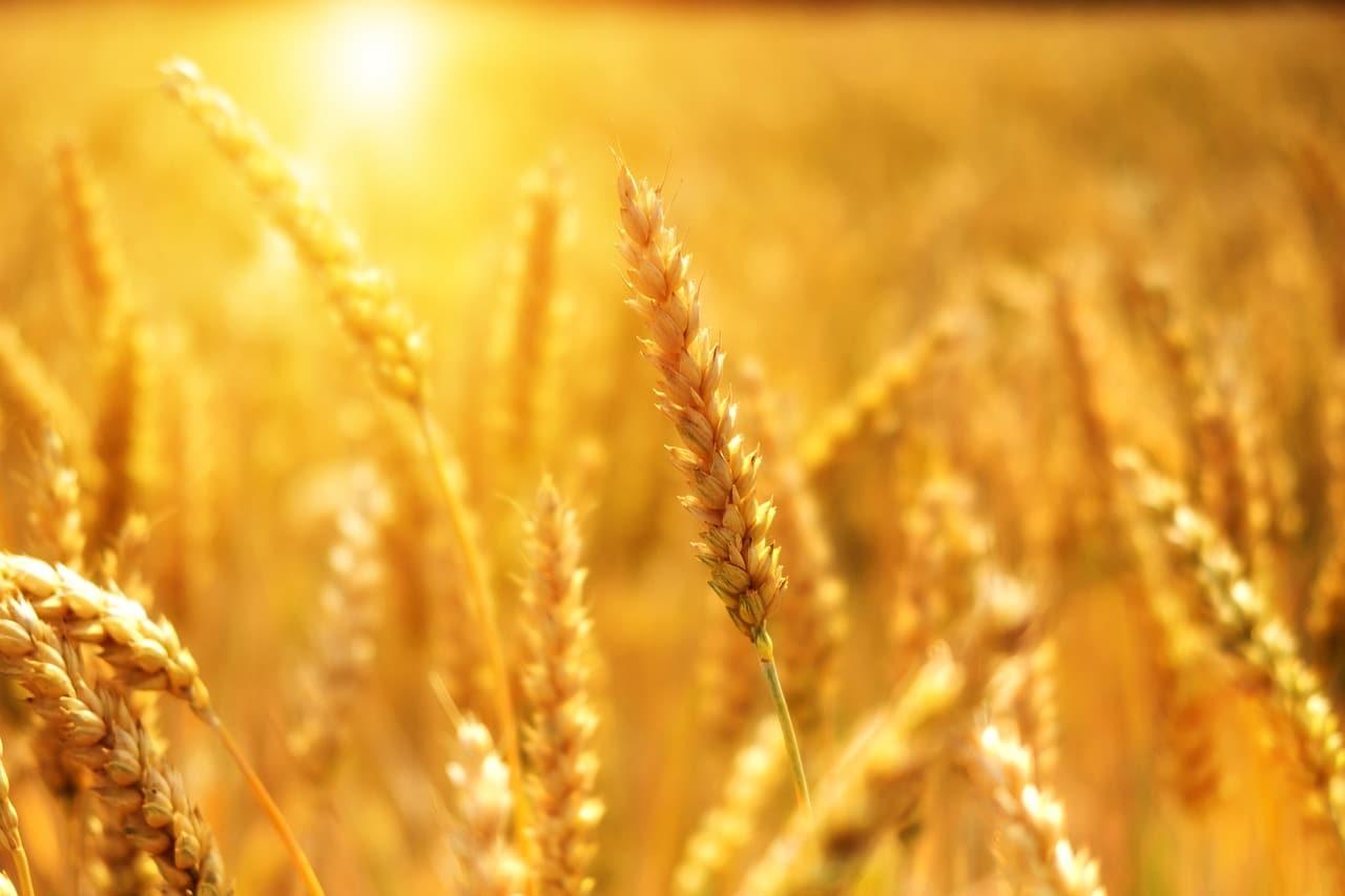 Récolte de blé
